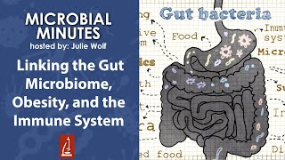 Linking the Gut Microbiome Obesity and the Immune System [upl. by Proudfoot]