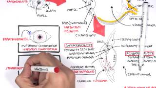 Anatomy  Eye Overview [upl. by Assereht550]