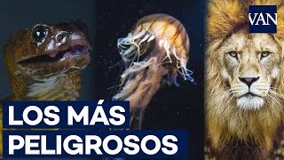 Los 10 animales más PELIGROSOS del mundo [upl. by Adianes]