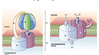 Oxidative phosphorylation 6  ATP synthase [upl. by Siegler]