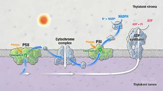 Photosynthesis Part 5 Light Reactions  HHMI BioInteractive Video [upl. by Prentiss657]