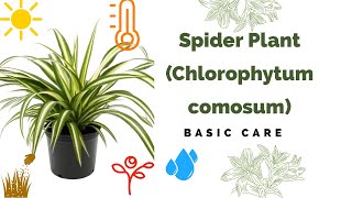 Spider Plant Basic Care Chlorophytum Comosum [upl. by Ahsimak]