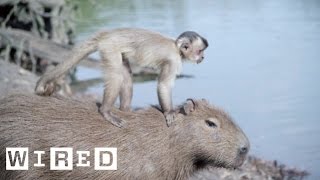 The Capybara May Be Chill But It Still Says No to Drugs [upl. by Diana]