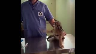 Baby caracal hissing at vet [upl. by Divad]