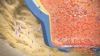 3D modeling  Root tooth development [upl. by Harraf]