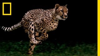 Cheetahs  Worlds Fastest Animal  National Geographic [upl. by Olli]