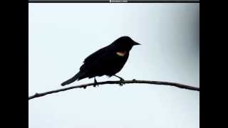 Redwinged Blackbird Song [upl. by Connie]