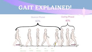 Gait Range of Motion Animation [upl. by Stromberg775]