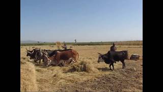 20102010 Threshing with oxen [upl. by Cheyne]