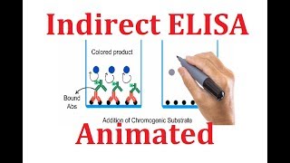 Indirect ELISA Animated explanation [upl. by Attah]