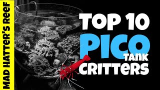 Top 10 Pico Reef Tank Fish and Invertebrates [upl. by Deeanne354]