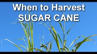 When to Harvest Sugar Cane from Your Garden [upl. by Benito]