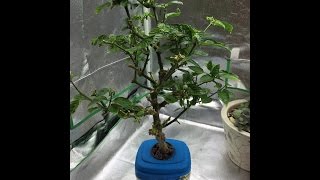 How to Make Your Pepper Plants Produce All Season [upl. by Sine]