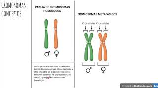 Cromosomas homólogos y metafásicos [upl. by Eelinej]