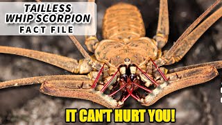 Tailless Whip Scorpion Facts the BUG from HARRY POTTER  Animal Fact Files [upl. by Eremehc]