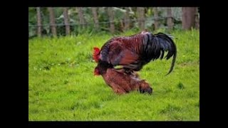 Rooster Group Mating With Chicken  Hen [upl. by Theran]