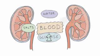 New GCSE BBC Bitesize  Homeostasis [upl. by Ivett]