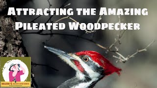 Attracting the Pileated Woodpecker [upl. by Annahpos]