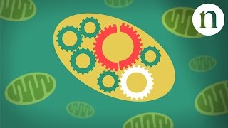 How Mitochondria Produce Energy [upl. by Neved]