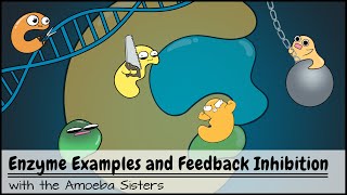 Enzyme Examples CofactorsCoenzymes Inhibitors and Feedback Inhibition [upl. by Alda]