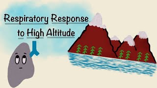 Respiratory Response To High Altitude  Acclimatization Physiology  Respiratory Physiology [upl. by Nauj]