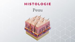 Histologie de la Peau [upl. by Aifos275]