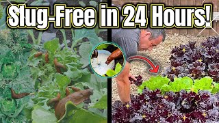 How I Stopped Slugs Overnight – 6 Organic Hacks [upl. by Ydnab]