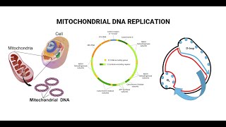 Mitochondria the cells powerhouse [upl. by Dnomsed205]