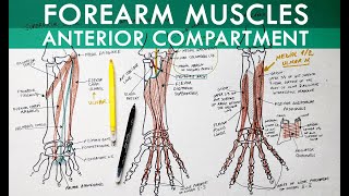 Forearm Muscles  Anterior Compartment  Anatomy Tutorial [upl. by Westland]