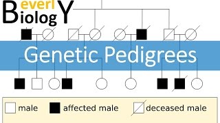 Genetic Pedigrees updated [upl. by Nomelc]