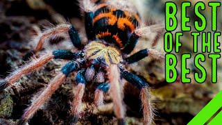 Top 10 New World Tarantulas  MUST HAVE Species [upl. by Erdman46]