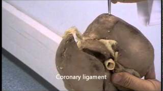 Gross anatomy of the liver [upl. by Aciretahs]