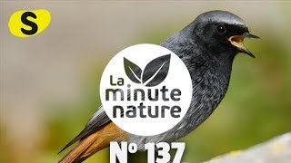 CHANTS DOISEAUX LEÇON 4 No 137 [upl. by Philander]