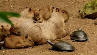 Why Do Animals Like Capybaras Most Lovable Critter So Much [upl. by Critta]