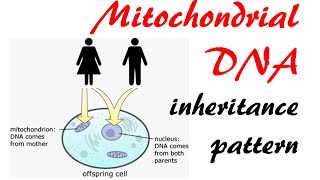 Pedigree Analysis  Part 1 Autosomal Inheritance Patterns [upl. by Nekial]