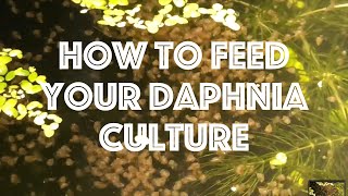 How To Feed Your Daphnia Culture [upl. by Elum]