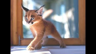 Cutest Baby Caracal Compilation [upl. by Nnylorac]