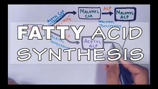 Fatty Acid Biosynthesis  Part II [upl. by Donetta]