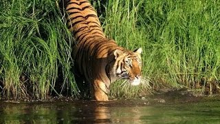 Home Sundarbans Forest of Royal Bengal Tiger [upl. by Apostles239]