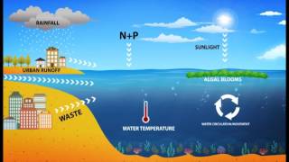 Harmful Algal Blooms HAB [upl. by Tod14]