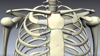 Anatomy  The Sternum Rib Cage amp Vertebrae [upl. by Sioux]