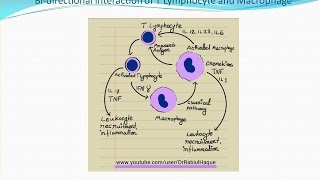 Chronic Inflammation HD [upl. by Nimocks]