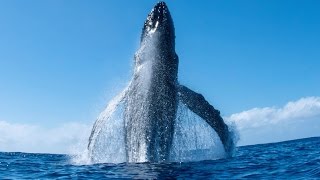 Incredible Humpback Whale Breach [upl. by Hubert]