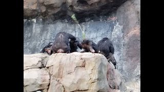 Chimp attack with stick at LA Zoo [upl. by Chester]