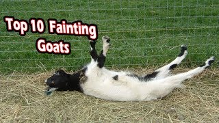 Top 10 fainting goats funny fainting goats [upl. by Hsirk]