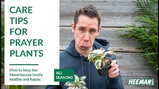 How to Care for a Prayer Plant [upl. by Kerr81]