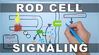 Rod Cell Signaling [upl. by Brightman]