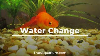 How Often to Change Goldfish Water [upl. by Sidky]