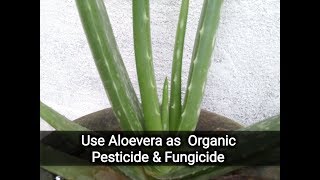 How to make organic fungicide at home [upl. by Annairol]