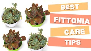 Fittonia Plant Care  Best Indoor Care Tips  Nerve Plant fittoniaplant nerveplant [upl. by Kassie]